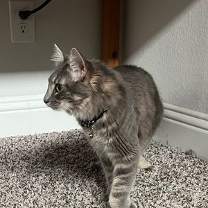 Meet your Posher, Amara